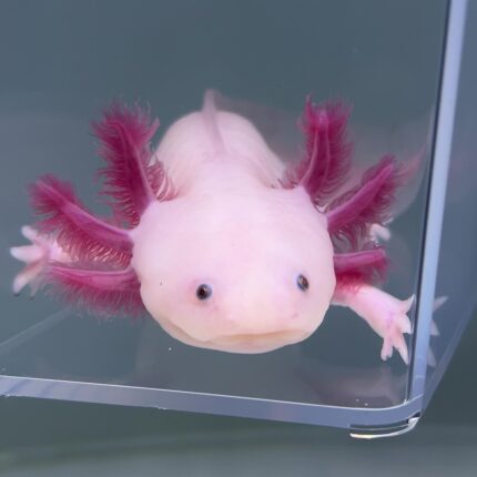 Axolotl For Sale