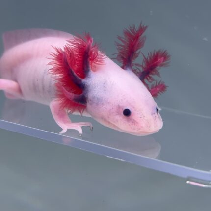 Axolotl For Sale