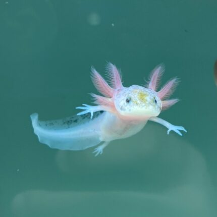 Dirty Leucistic Axolotl for Sale