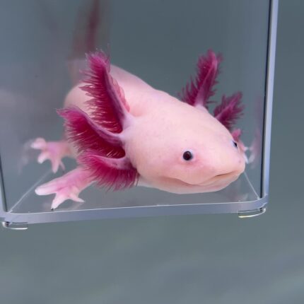 Axolotl For Sale