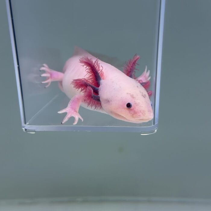 Axolotl For Sale