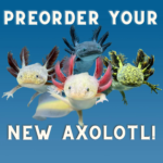 Axolotl for sale at Axolotl Planet