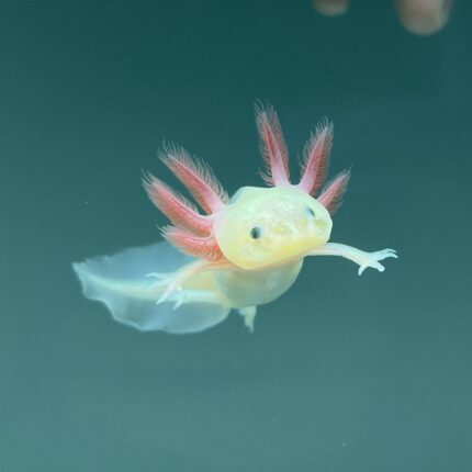 Leucistic GFP Axolotl for Sale