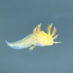 Golden Albino Axolotl for Sale