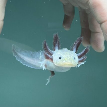 Hypomelanistic Melanoid Axolotl for Sale