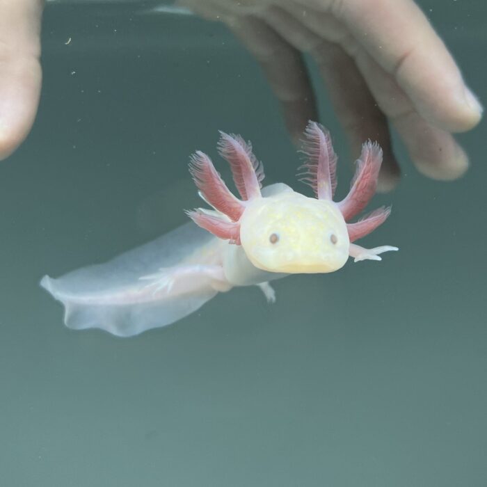 Light Hypomelanistic Melanoid Axolotl