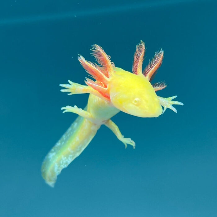 GFP Golden Albino Axolotl for Sale