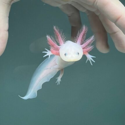 Leucistic Axolotl for Sale