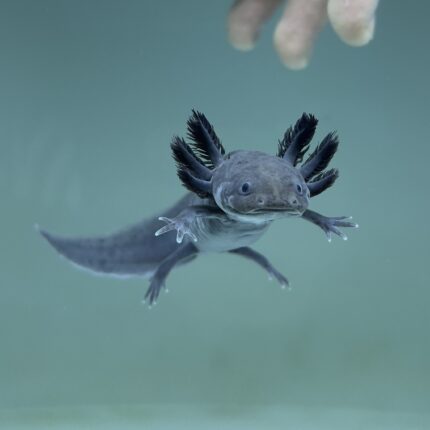 Melanoid Axolotl for Sale